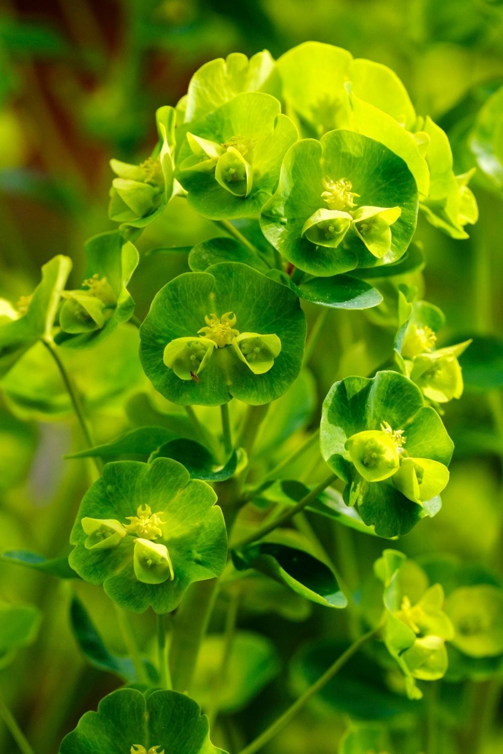 euphorbia