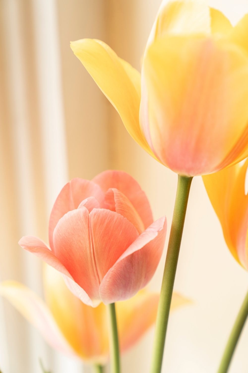 pastel-coloured-tulips