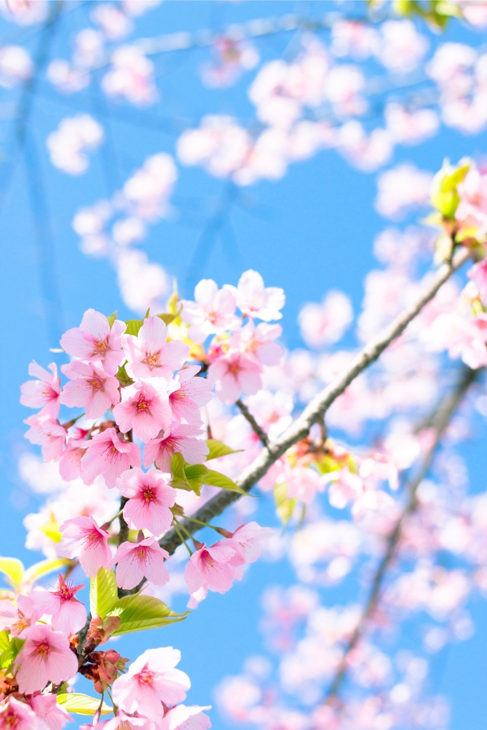 Cherry blossom close-up
