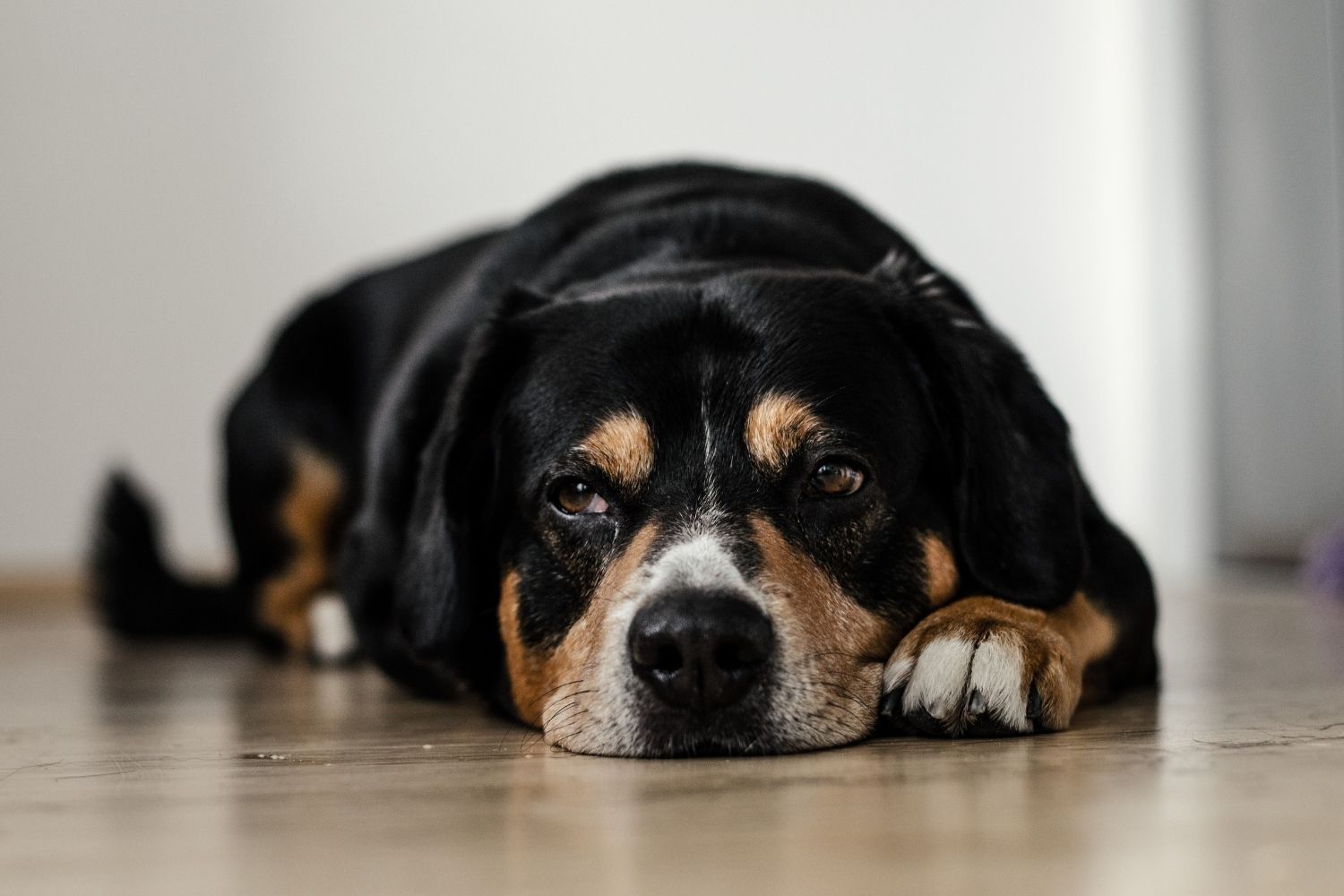 The first signs of a tick bite in dogs every pet owner should know