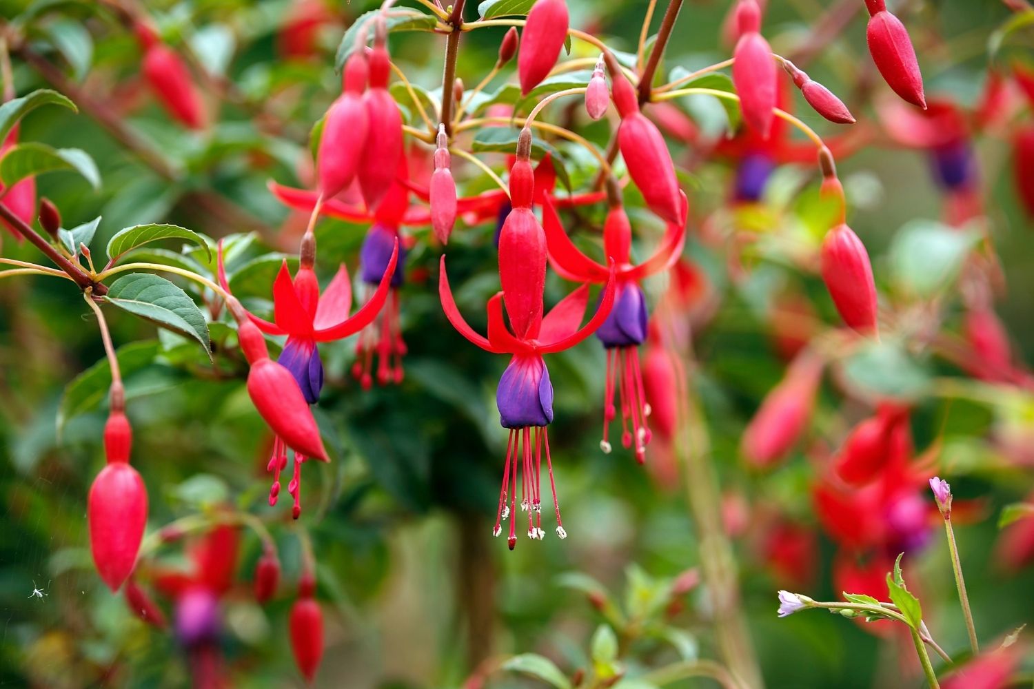 What to plant and prune in September for a blooming spring garden