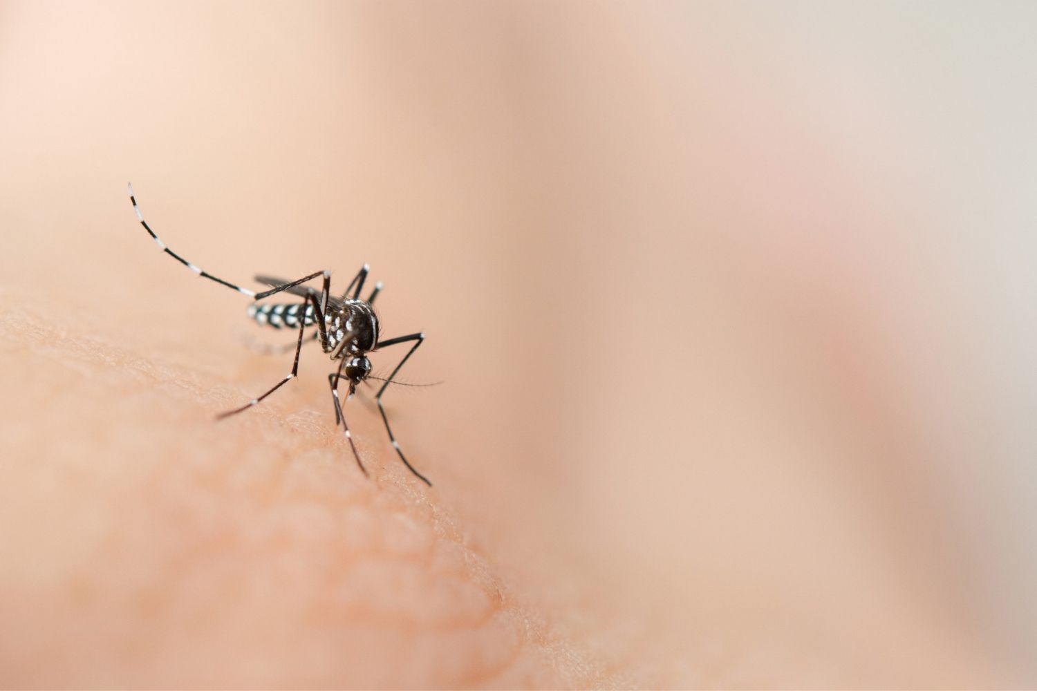 How to find a mosquito in your room (before it finds you)
