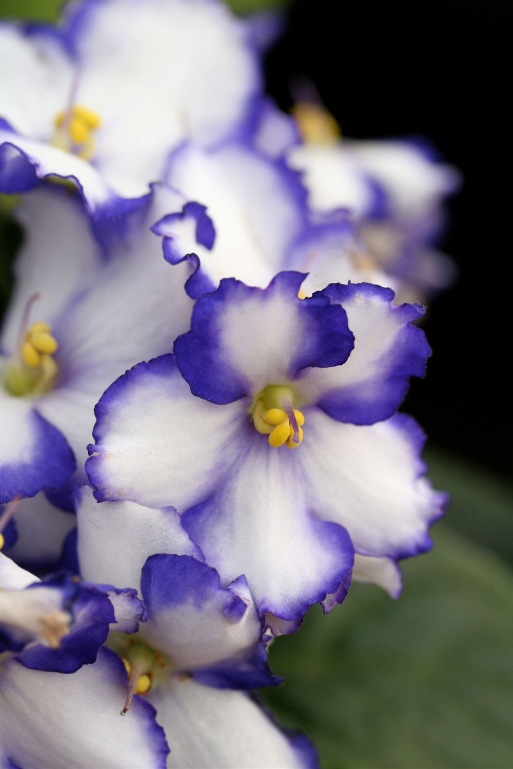 african-violets