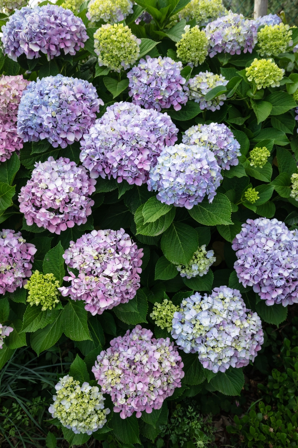 A purple hydrangea in flower.
