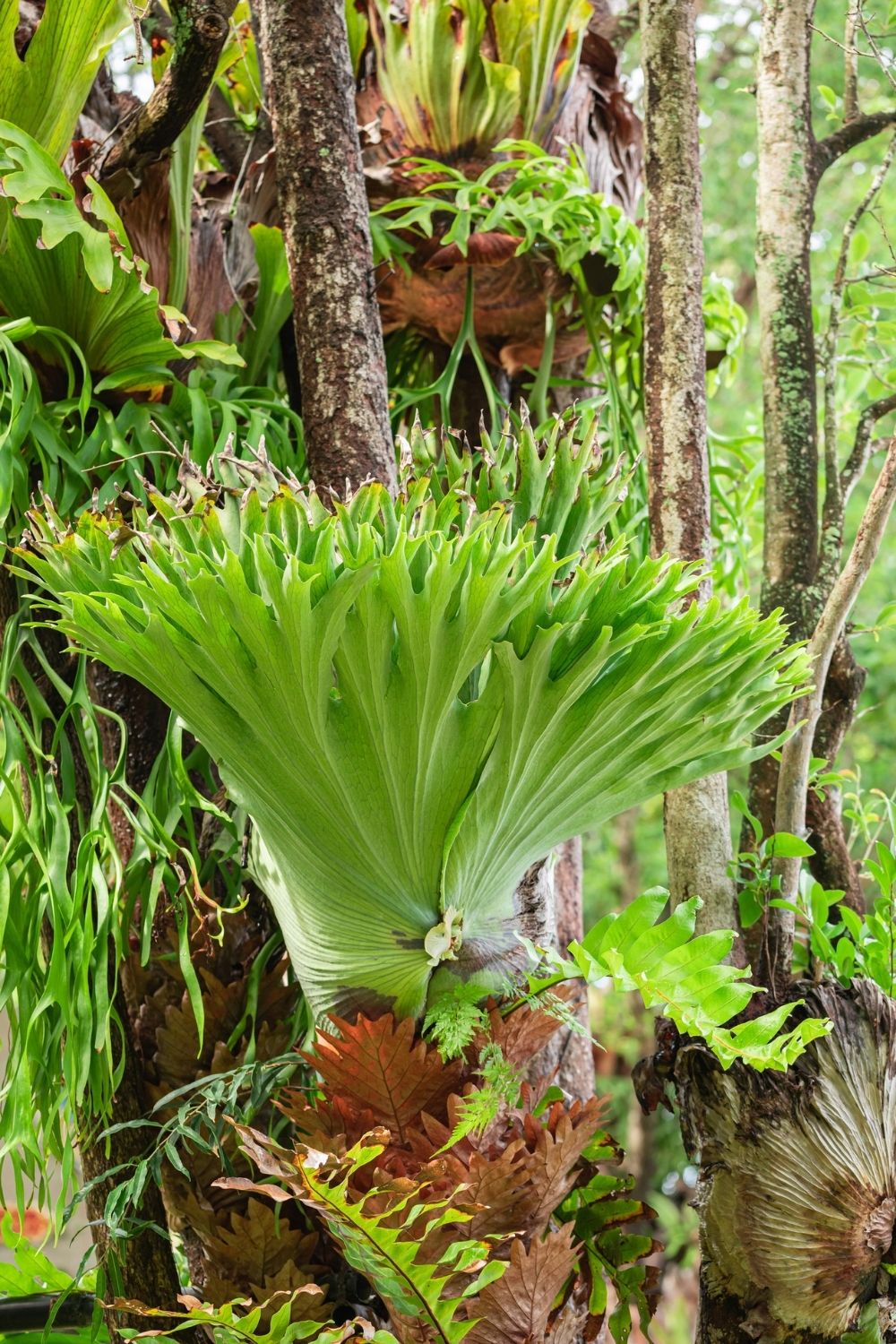 staghorn-fern