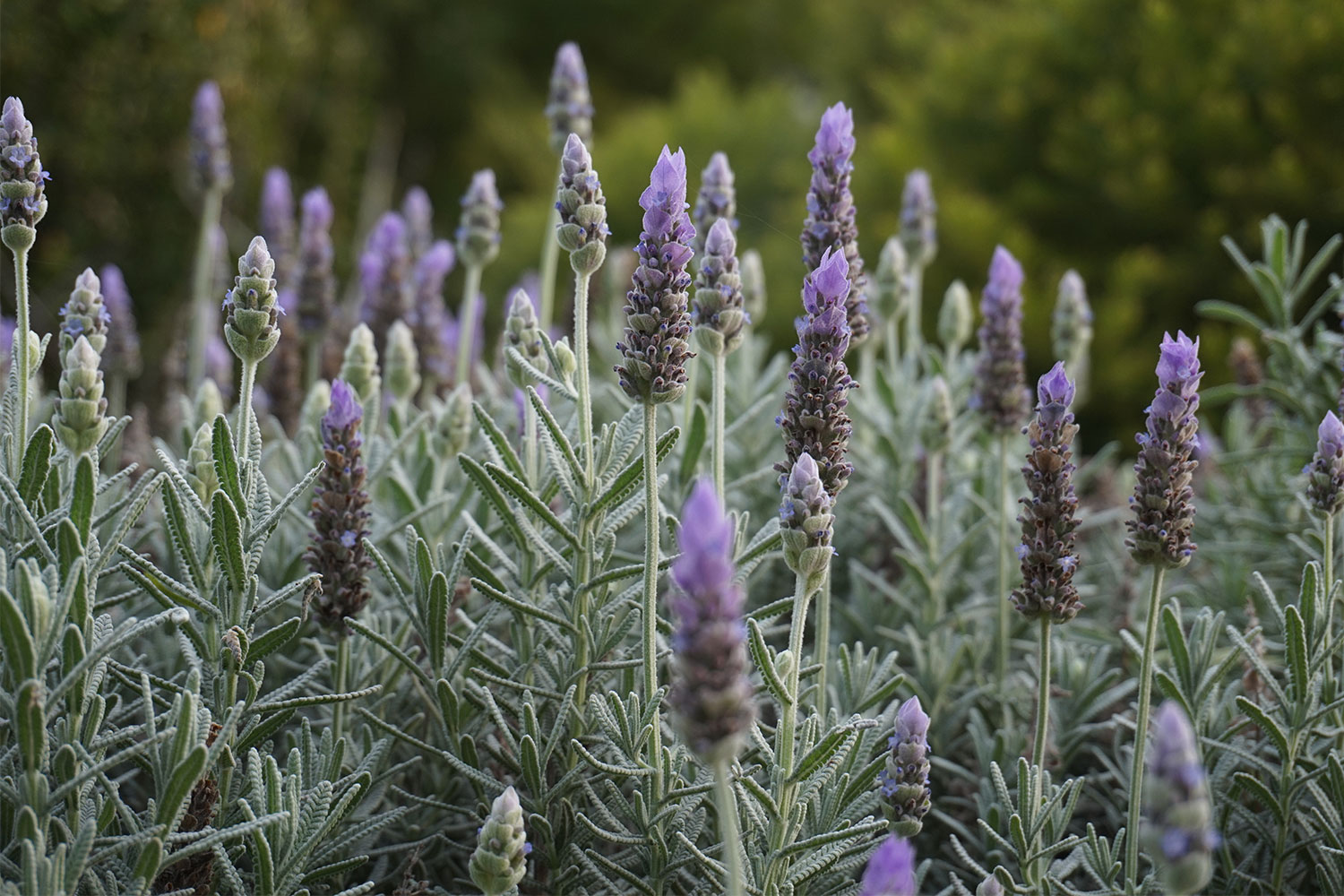 13 mosquito repellent plants that help keep mozzies away naturally