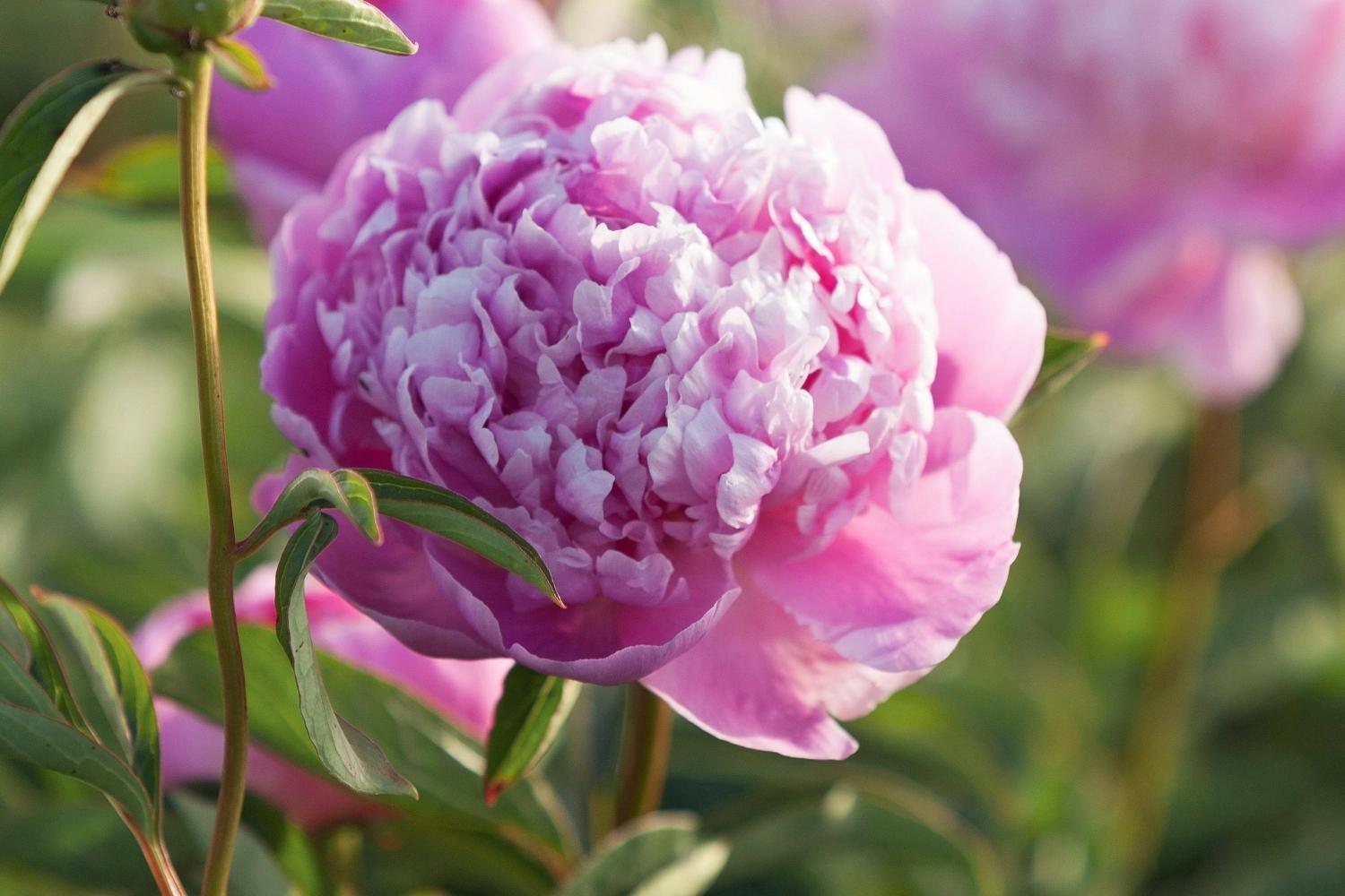 How to grow big, healthy flowering peonies