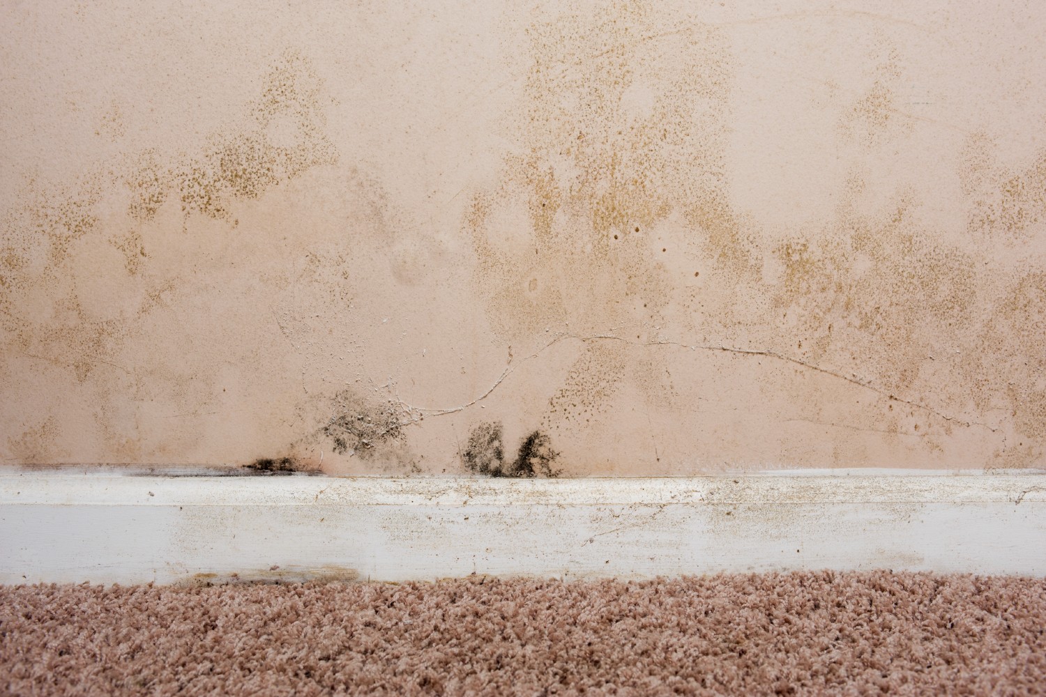 How to get mould off carpets Better Homes and Gardens