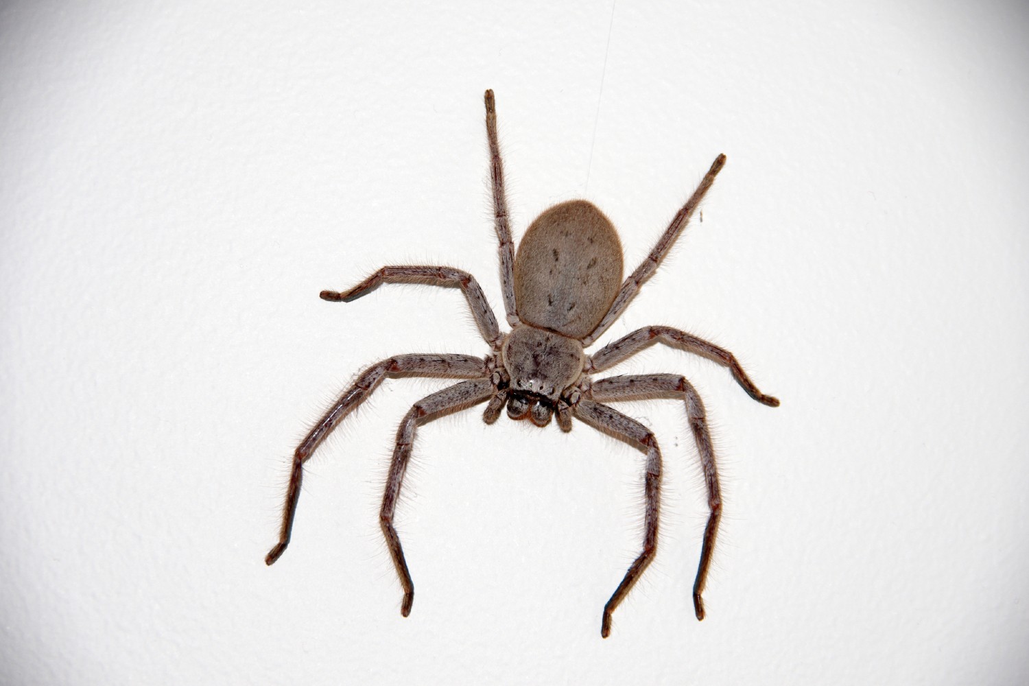 Can a spider crawl out of a vacuum? Better Homes and Gardens