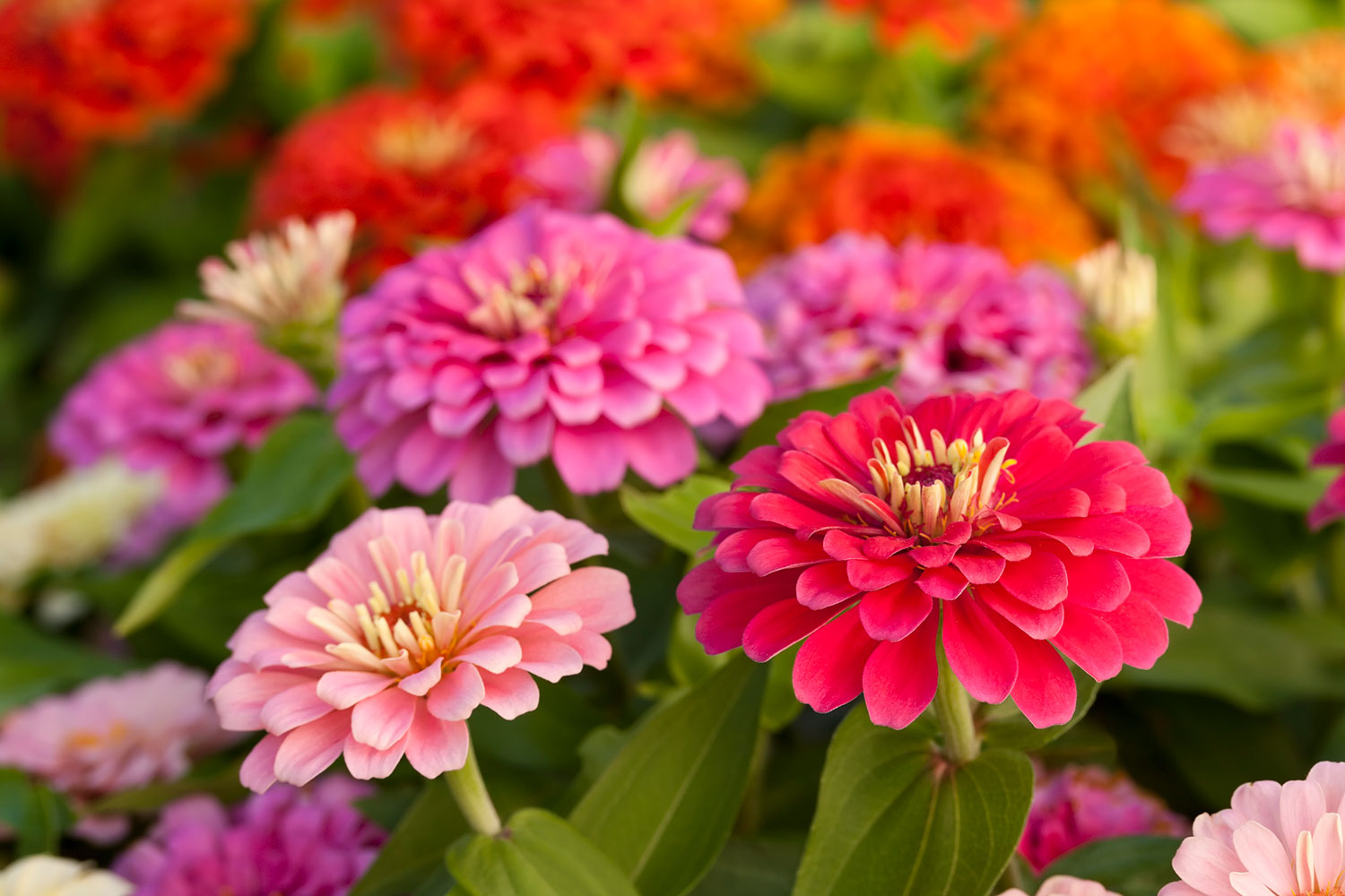 What to plant in October: 3 native flowers guaranteed to brighten your garden
