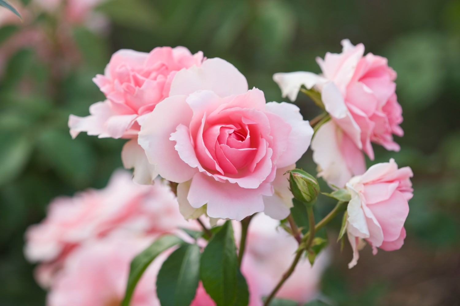 Aphids on roses? Here’s the one time you should leave them alone
