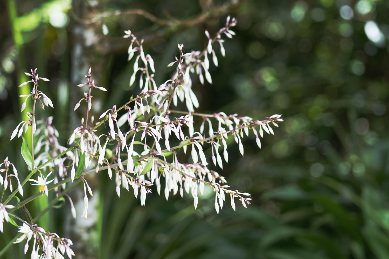 white flower nz rock lily