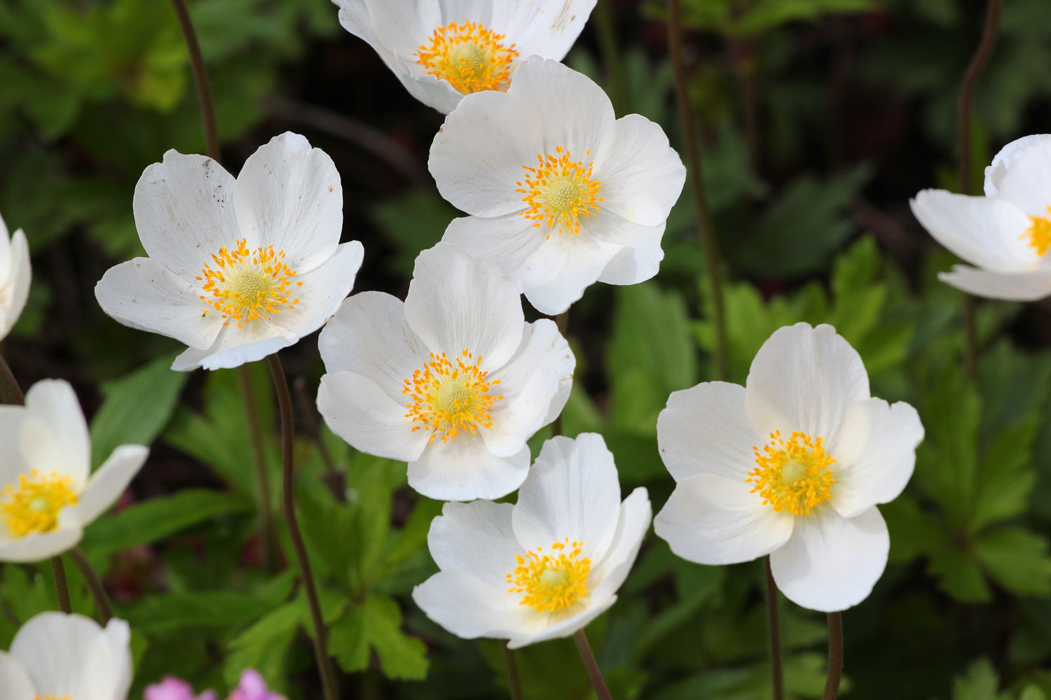 japanese windflower white flower