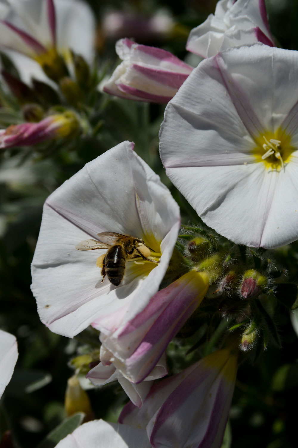 white flowers