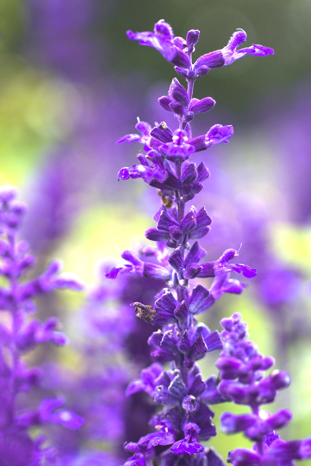 english lavender growing in garden