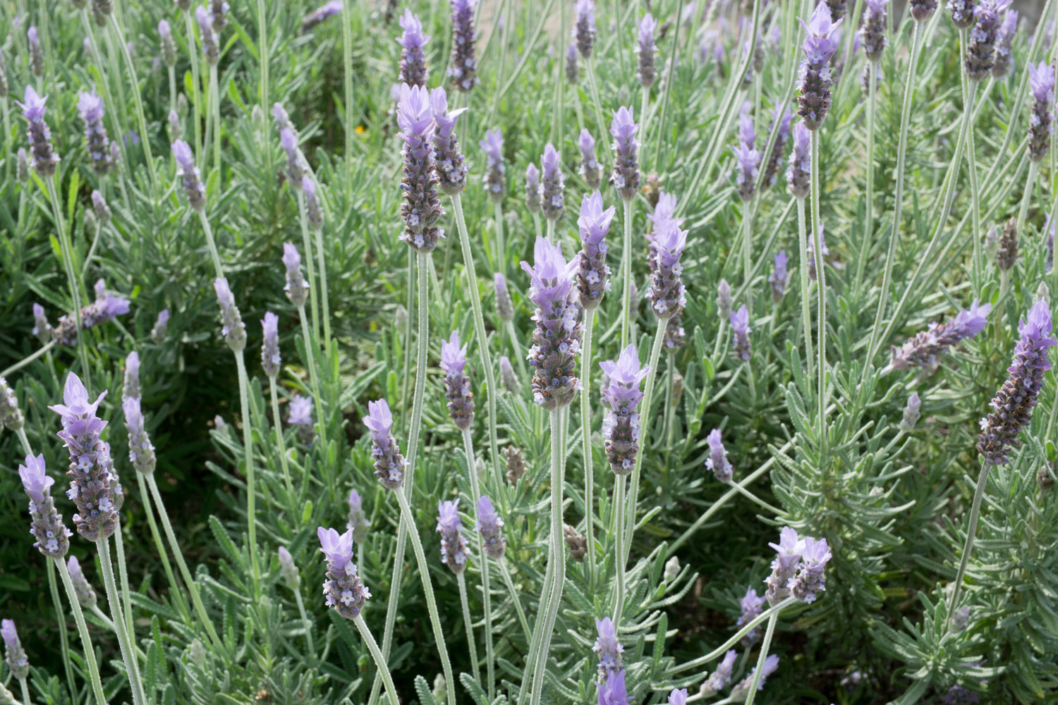 french lavender growing in the garden