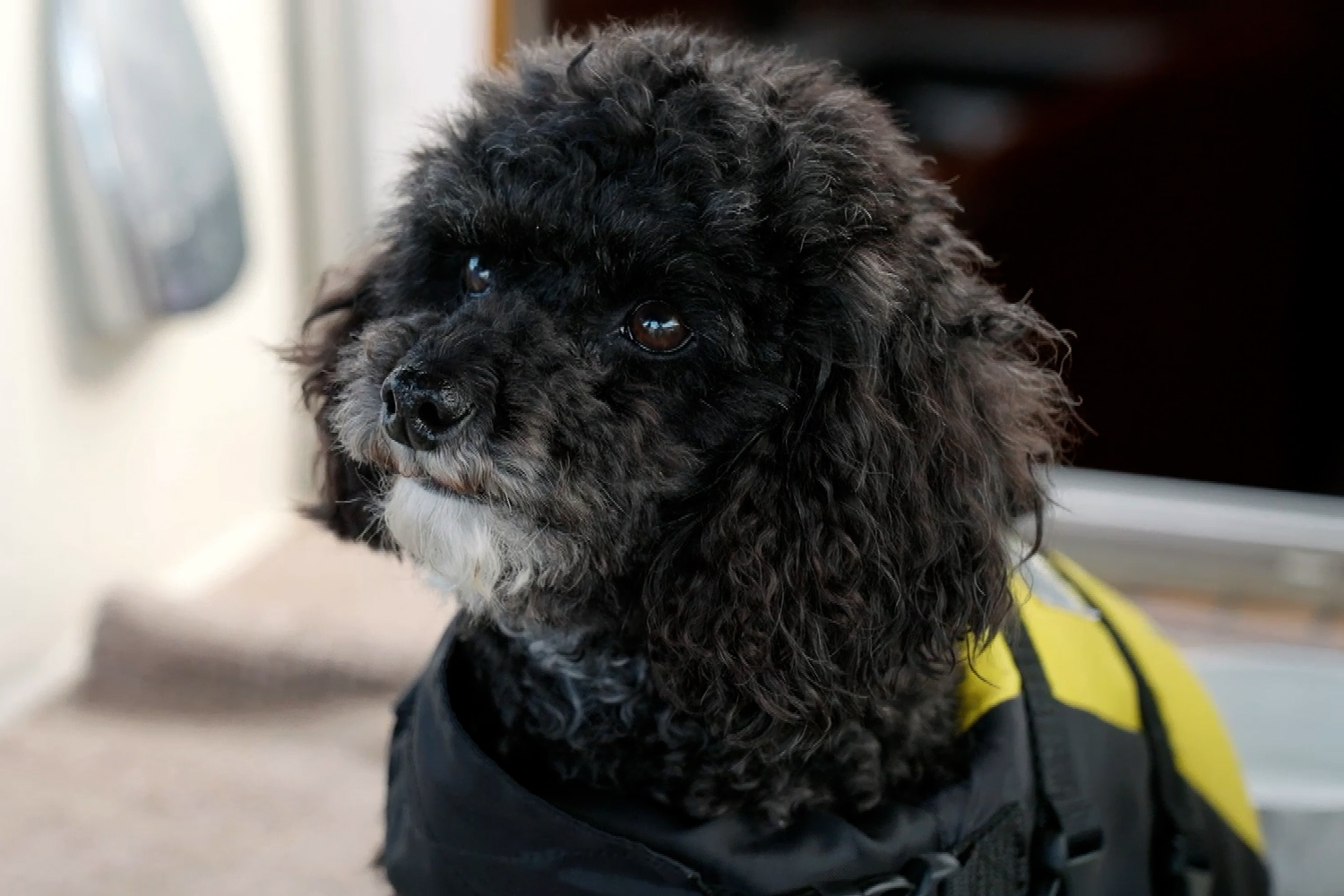 Picture of How to keep your dog safe on water | Better Homes and Gardens