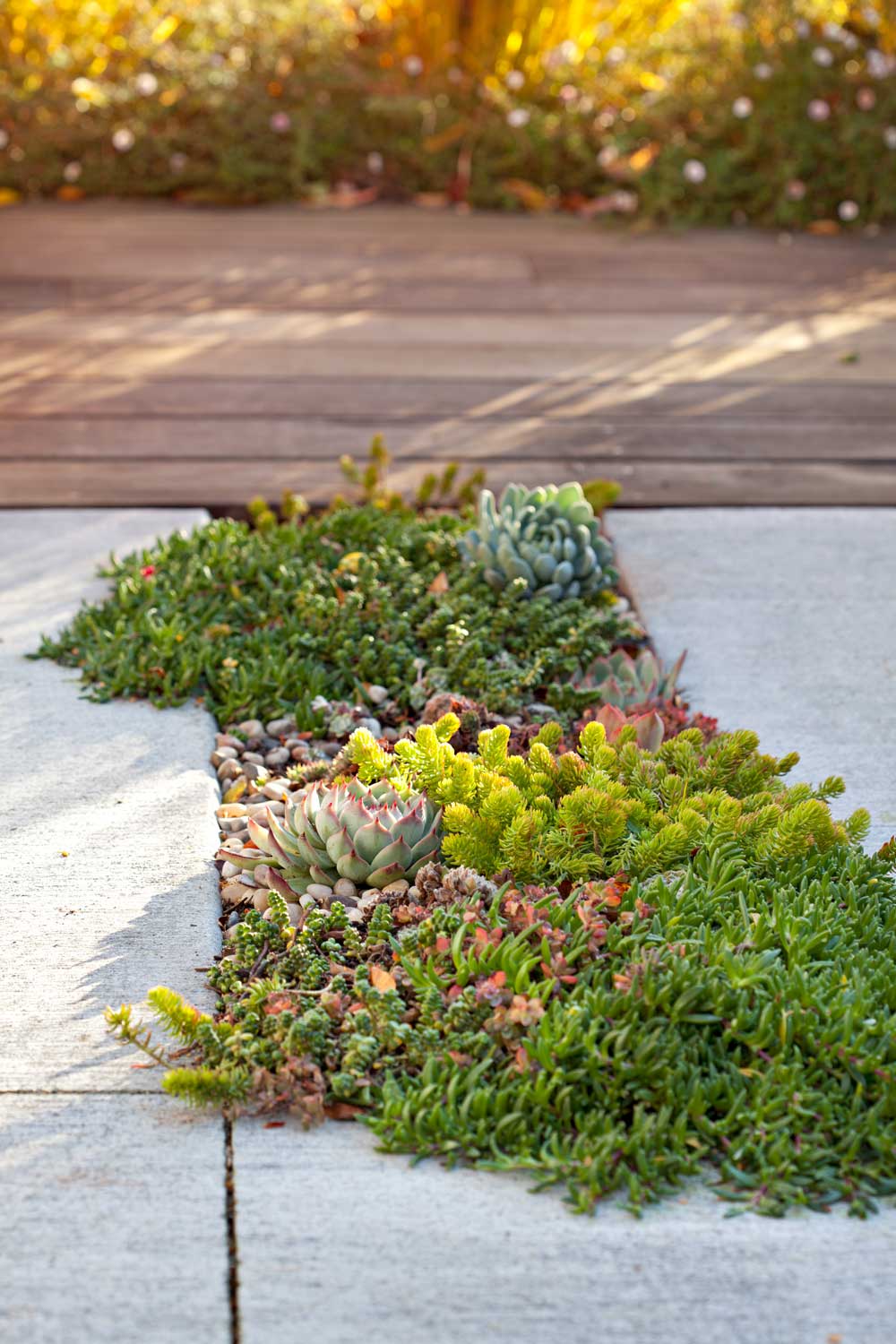 The best plants for between your pavers in Australia Better Homes and