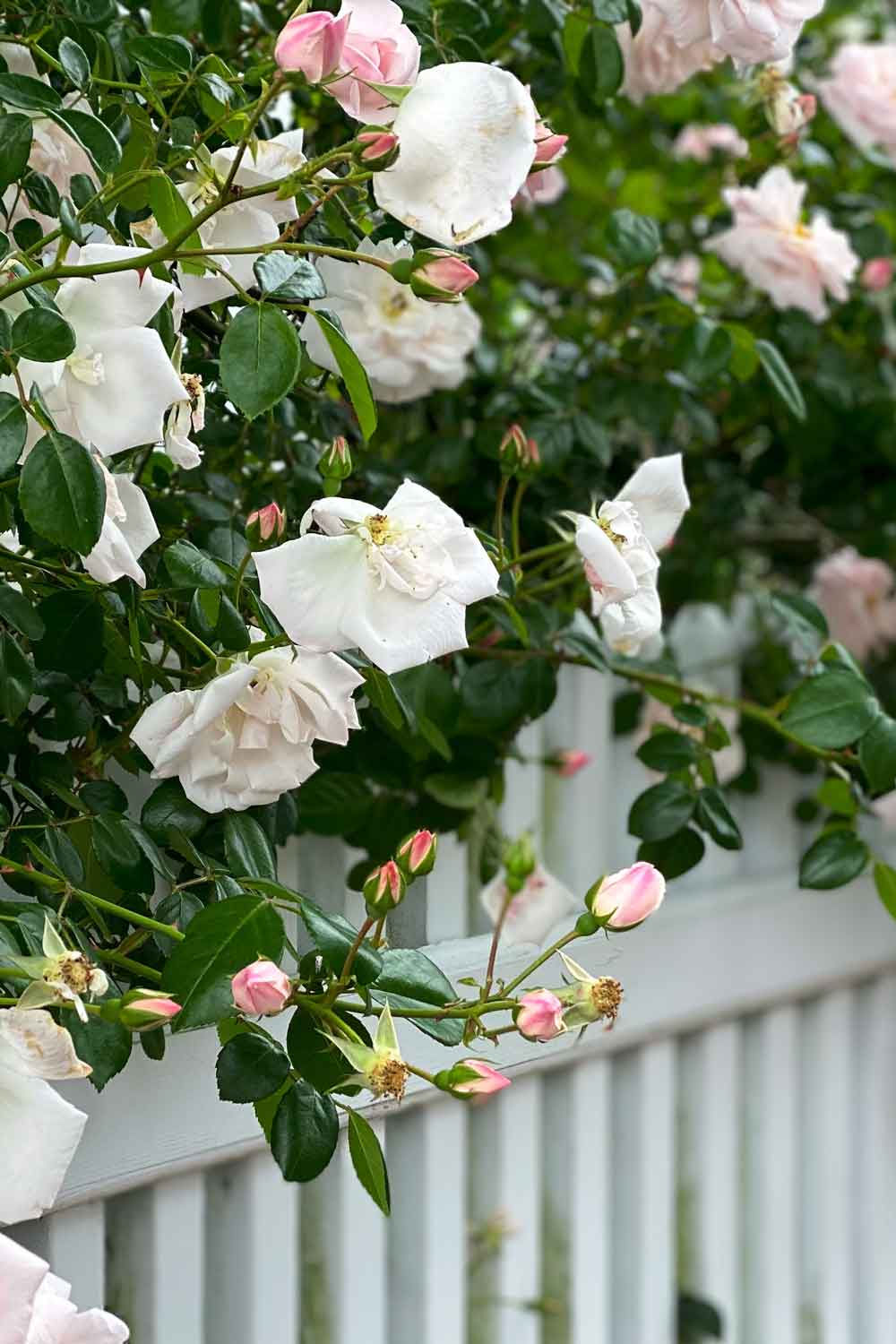 pink rose bush growing over a white picket fence