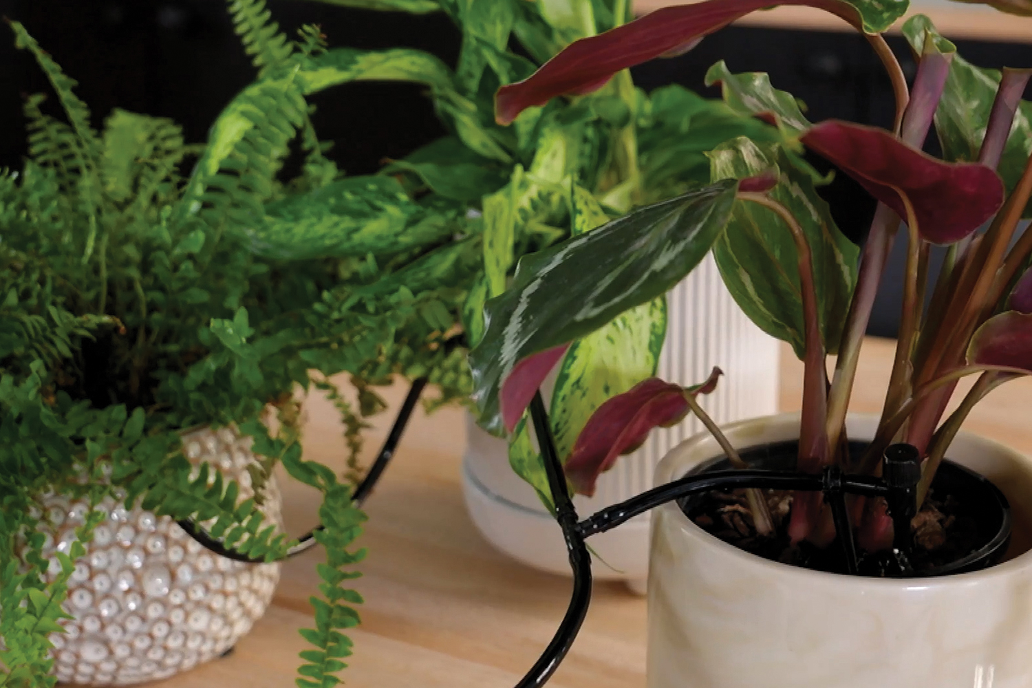 Picture of How To Look After Indoor Plants: The Latest Tech | Better Homes and Gardens