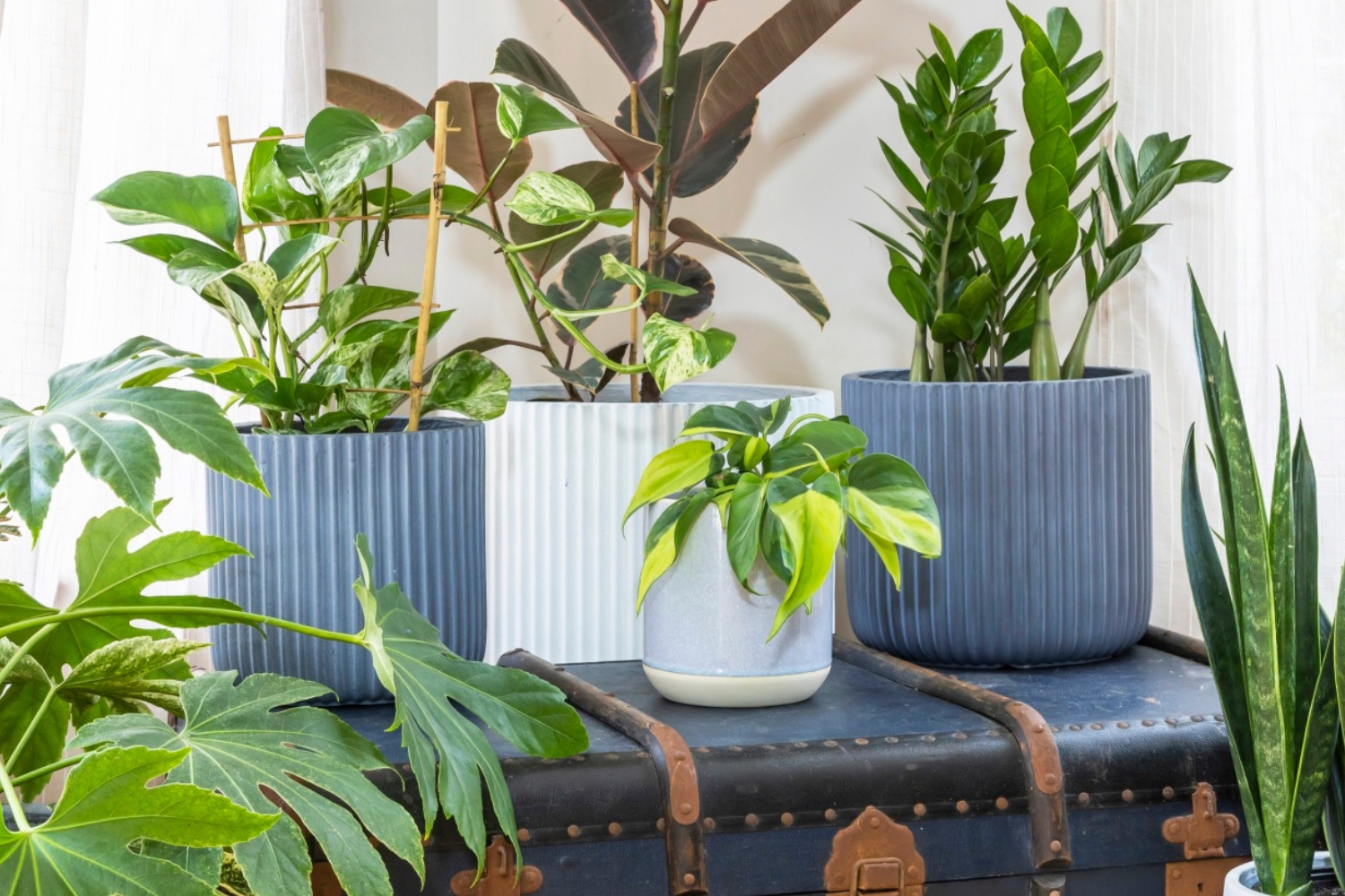 Hard To Kill Plants How To Choose The Best Indoor Plants For Each Room