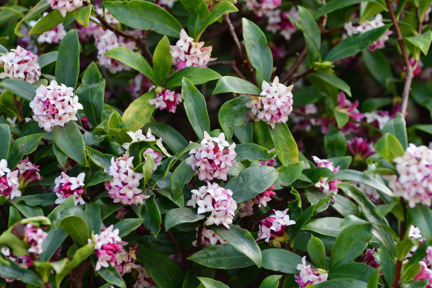 Daphne produces beautiful bunches of winter flowers.