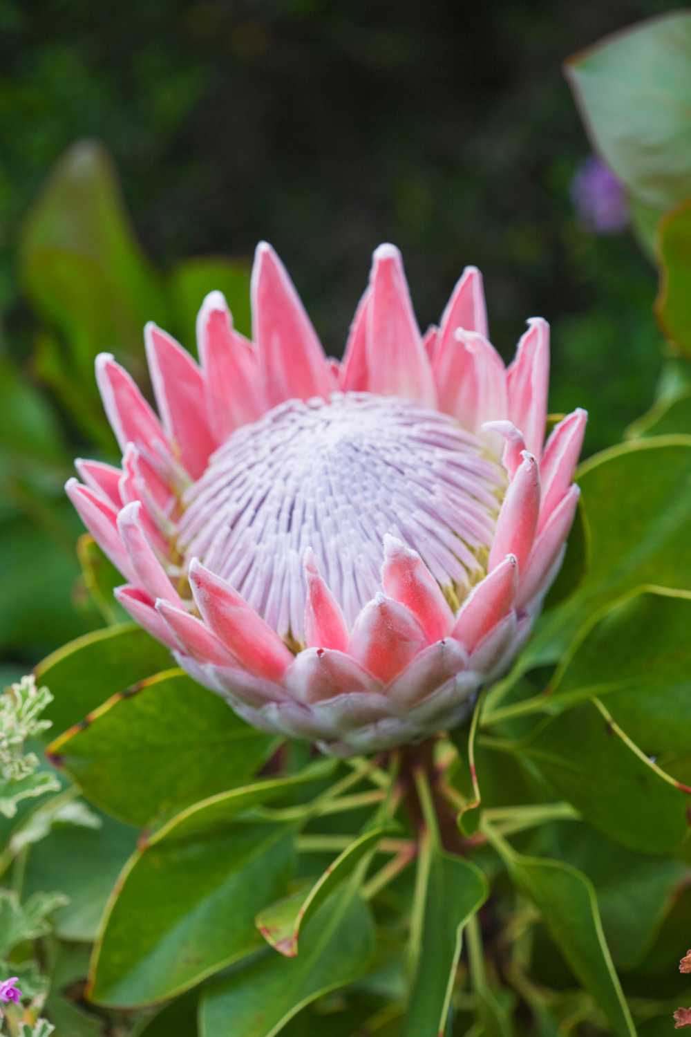 Protea have stunning, structured flowers.