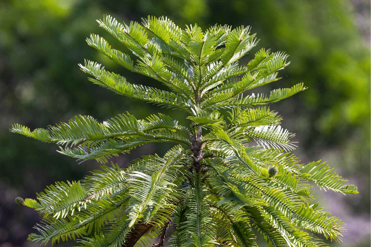 How to grow and care for your very own Wollemi pine