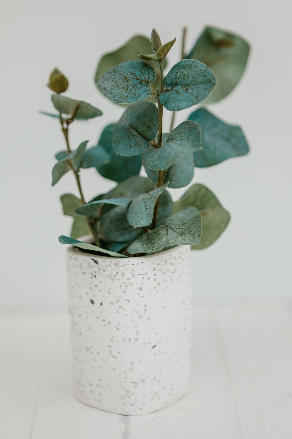 dried eucalyptus leaves