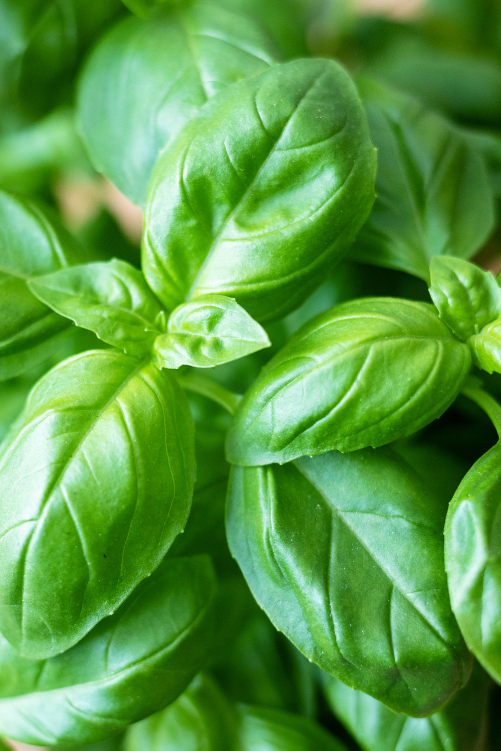 how to grow basil