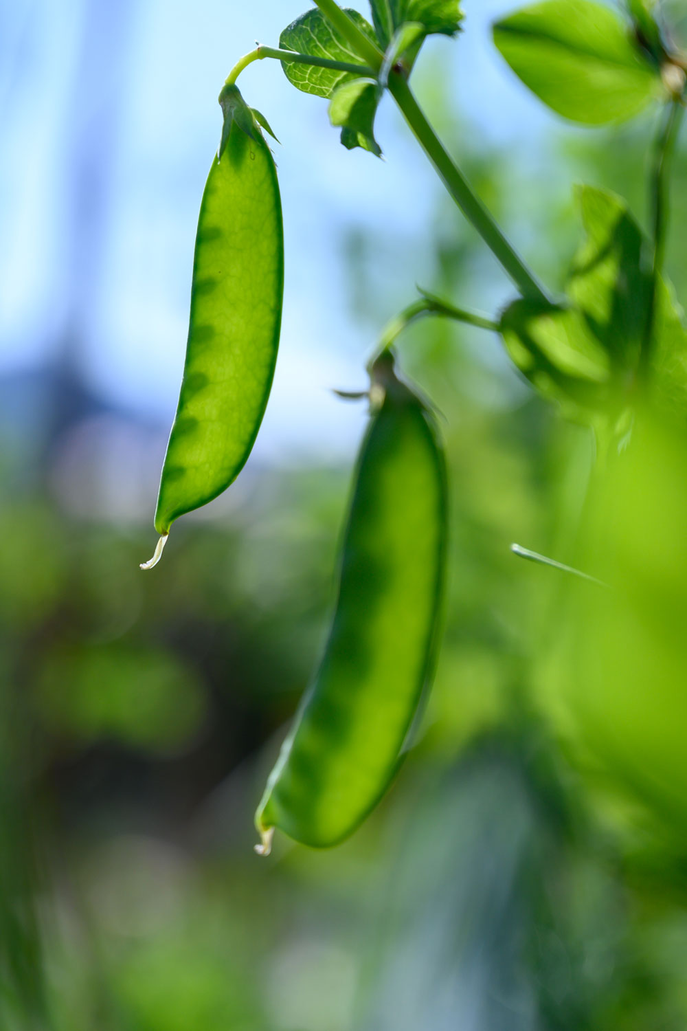 beans growing on a vine