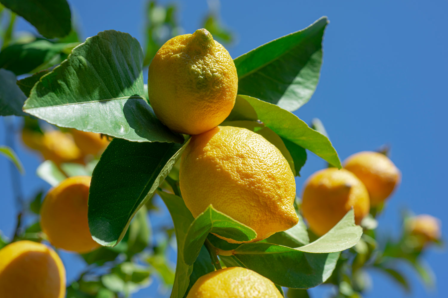 Is it okay to pee on a lemon tree?