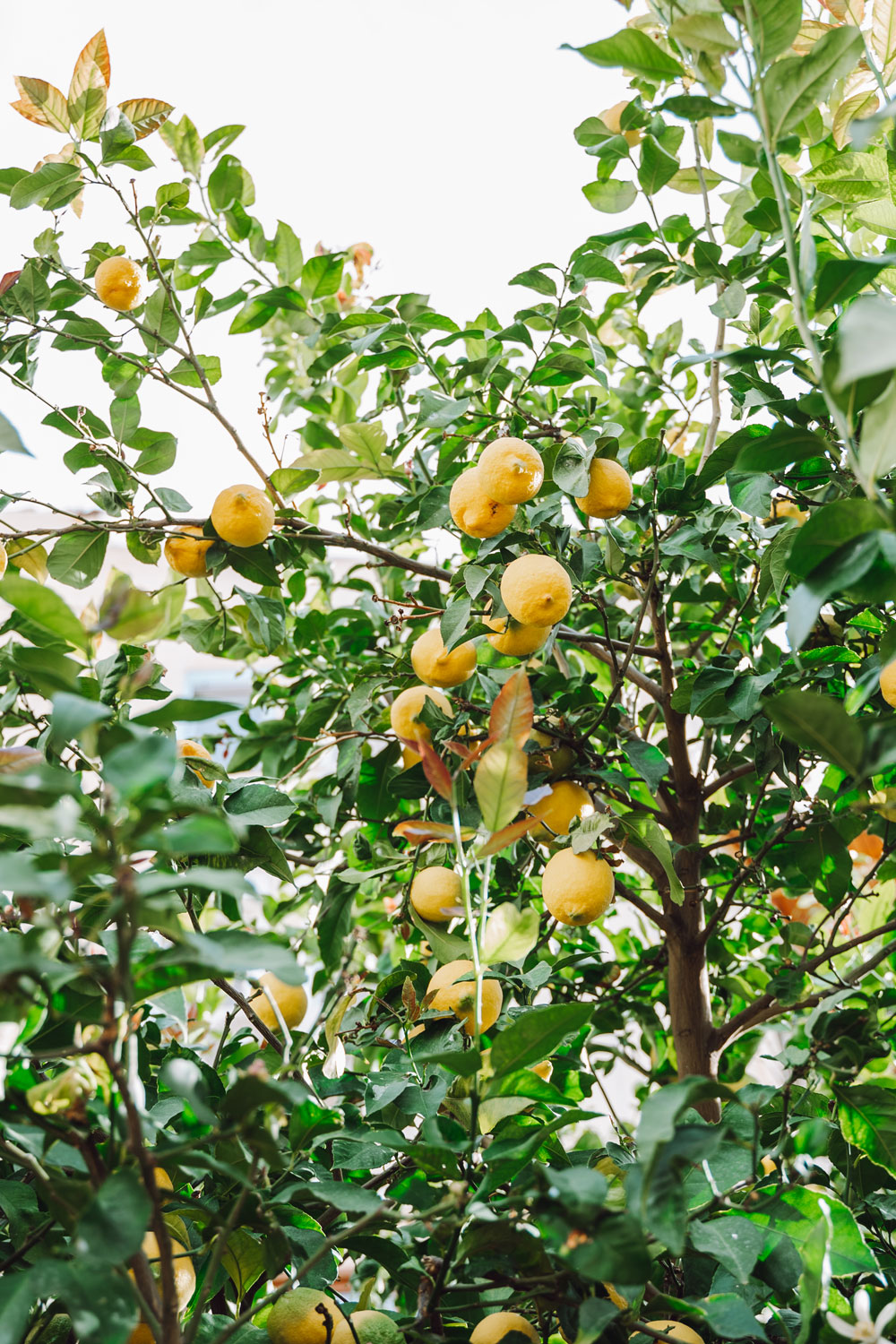What Not To Plant Near Your Citrus Trees Better Homes and Gardens