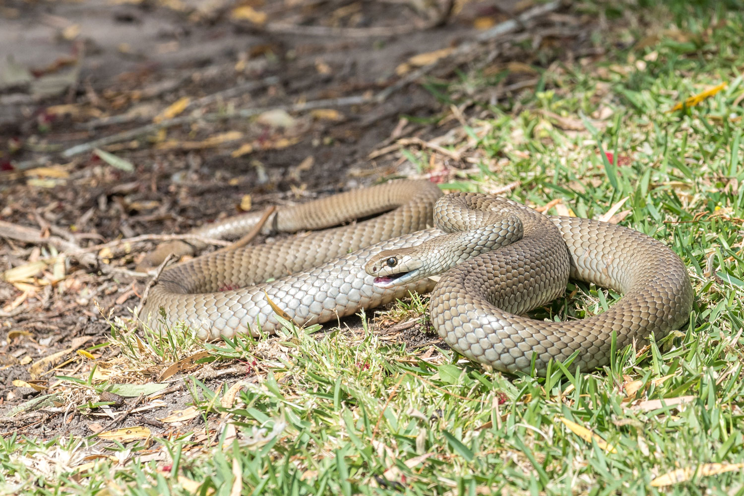 8 snake repellent plants that naturally deter scaly visitors