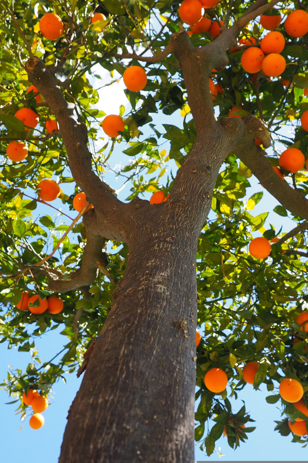 orange tree