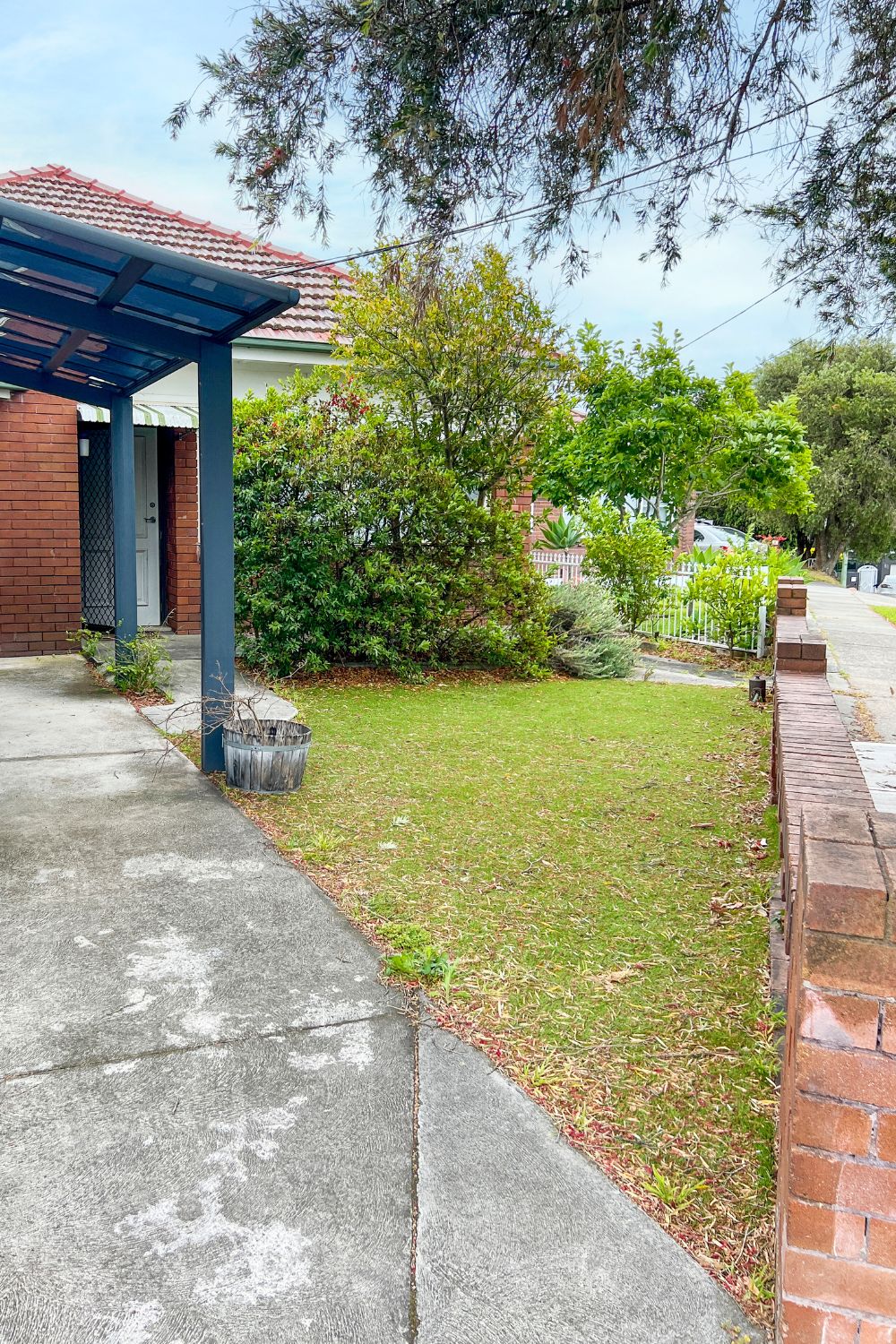 before-dichondra-lawn