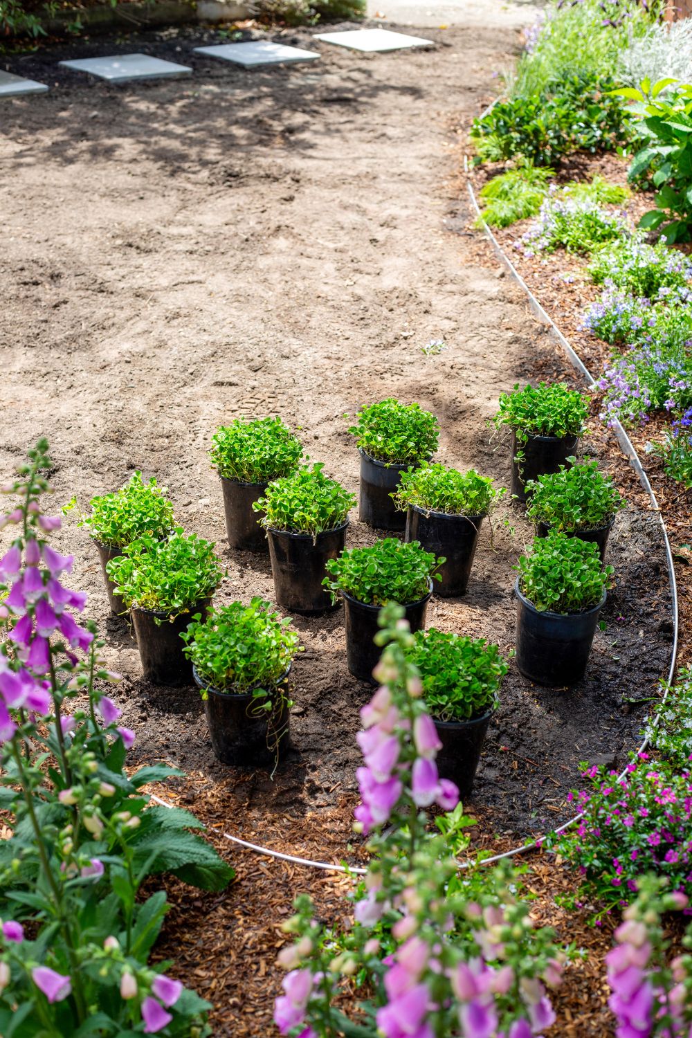 layout-dichondra-lawn