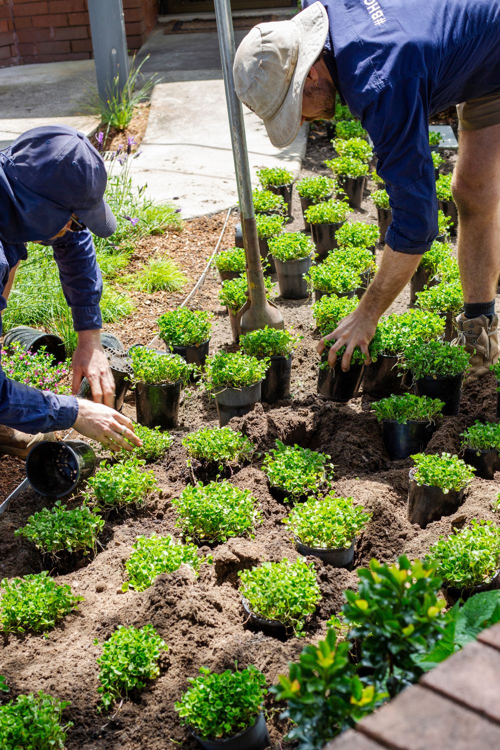 planting-dichondra-lawn