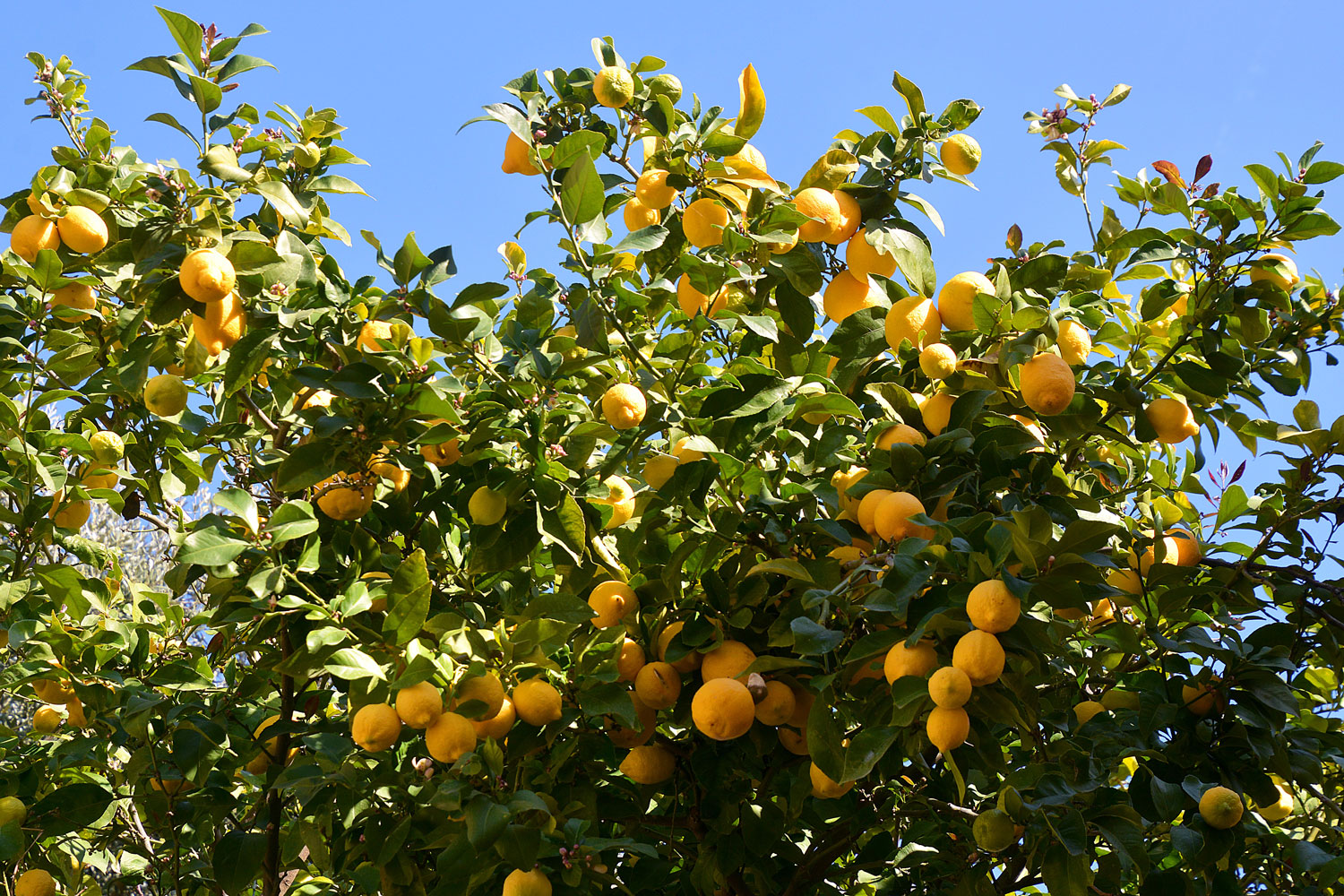 Aphids are back: how to stop them taking over your lemon tree this spring