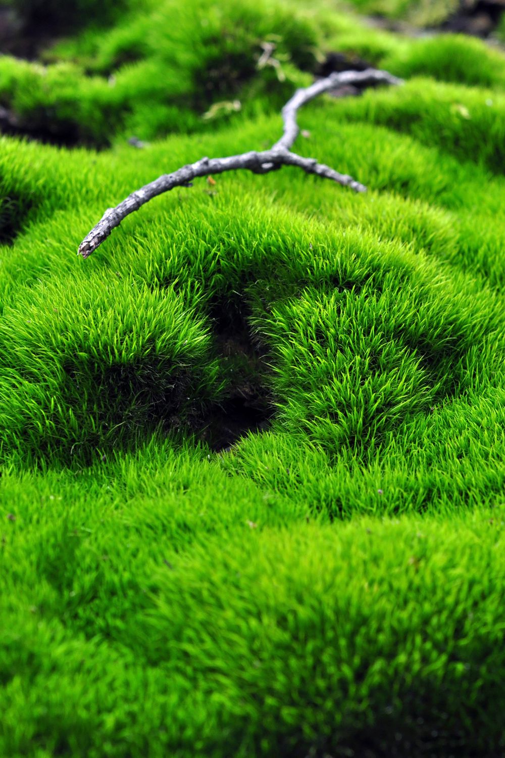 Moss Lawns A LowMaintenance Alternative to Grass Better Homes and Gardens
