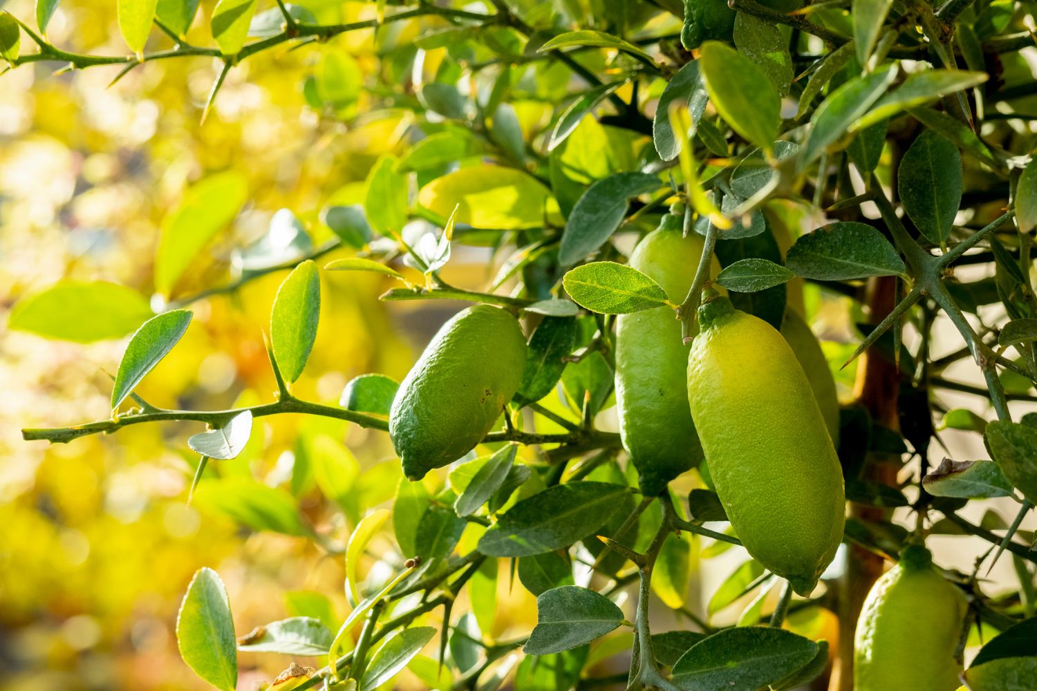 17 low-maintenance Australian bush foods you can grow and cook with