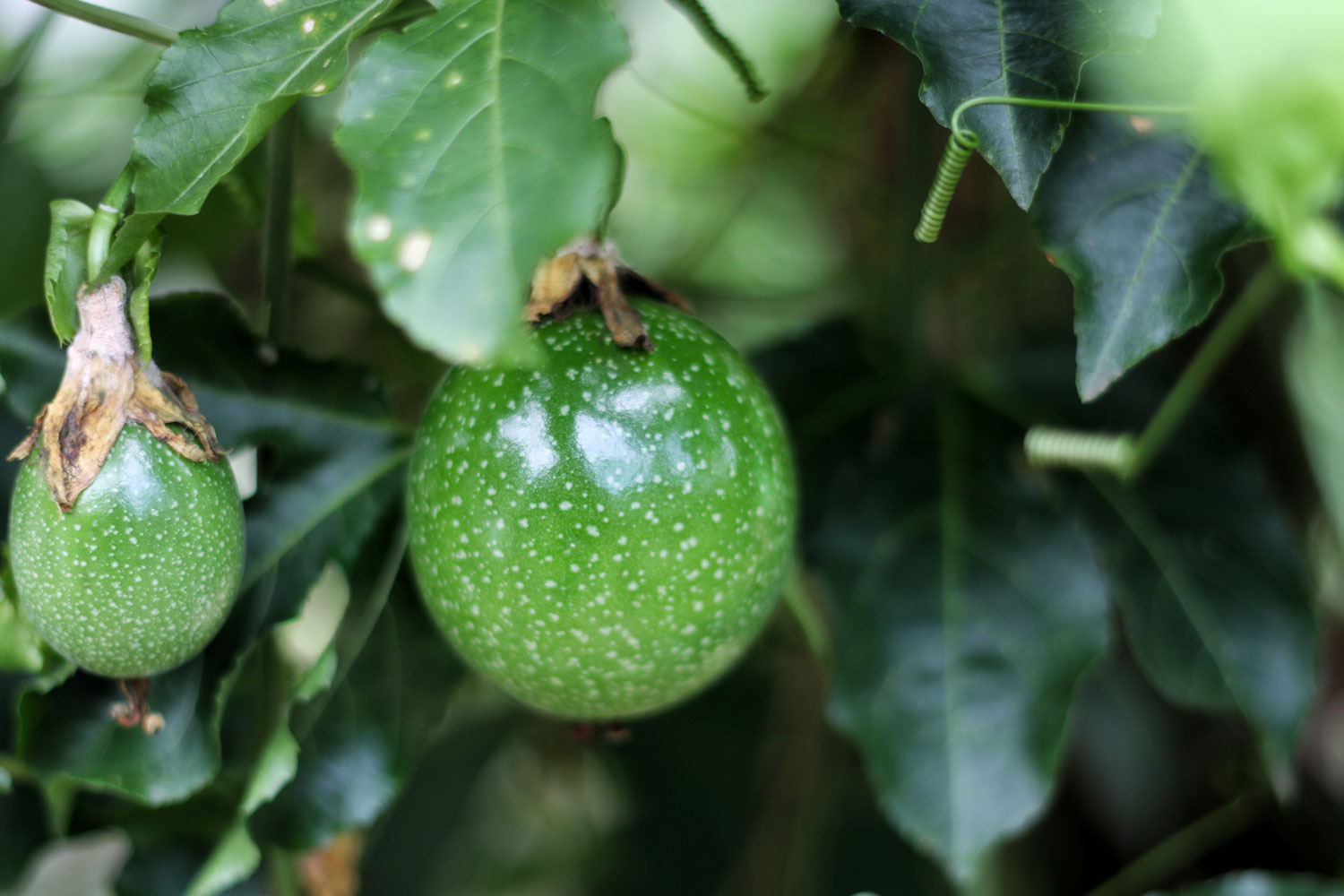 How Do You Fix Passionfruit Leaf Curl? | Better Homes and Gardens