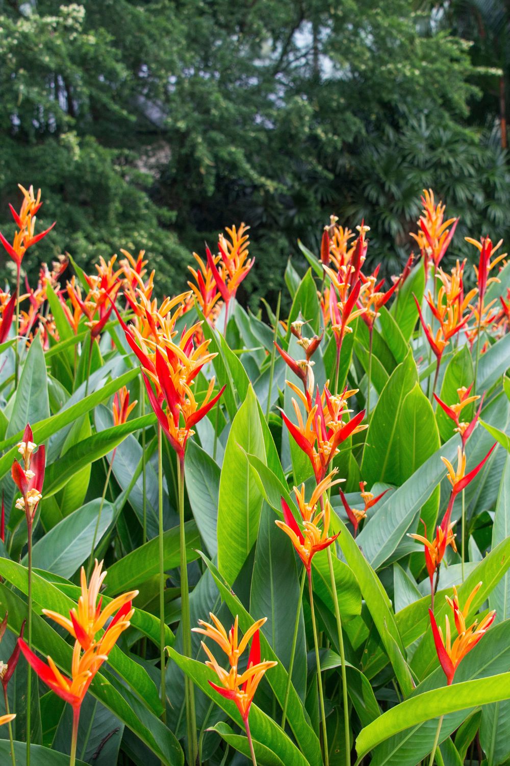 The 8 Best Screening Plants For Your Garden Better Homes and Gardens