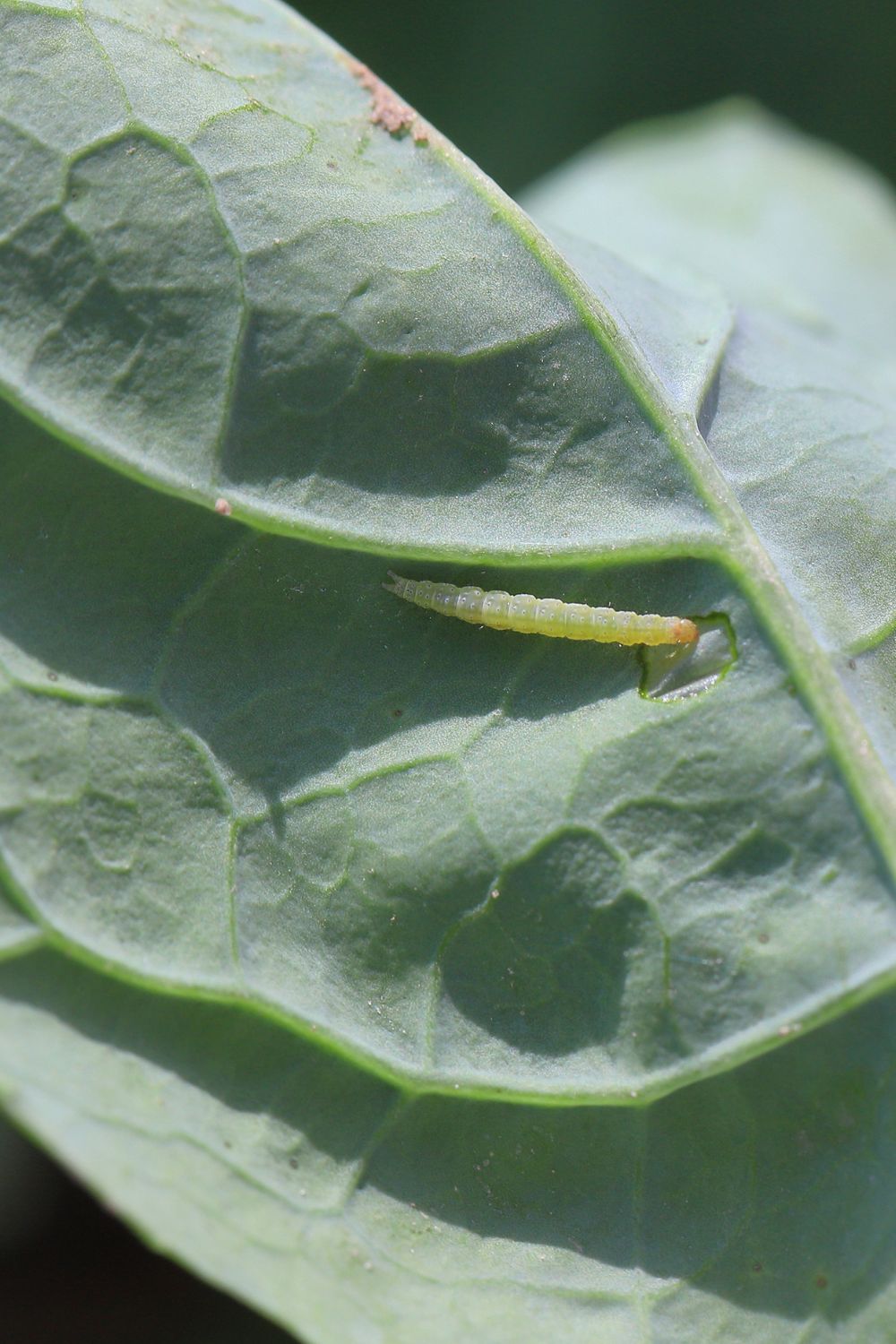 What Is a Cabbage Moth and How to Prevent It Better Homes and Gardens