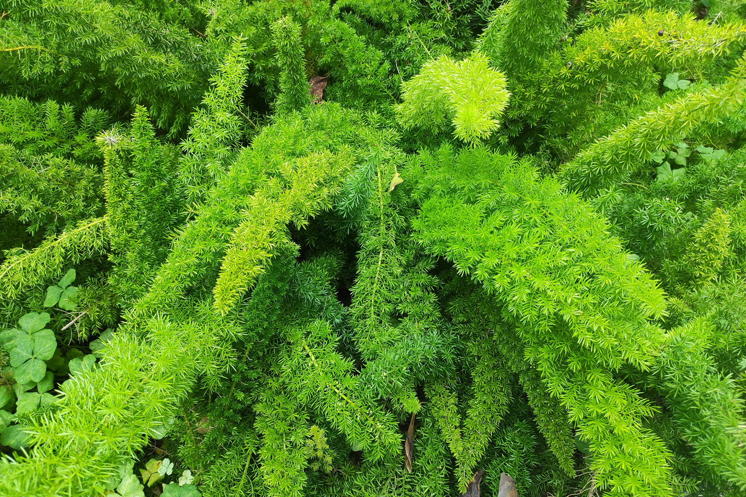 Asparagus Fern Plant How To Kill Australia's Most Invasive Weed Better Homes and Gardens