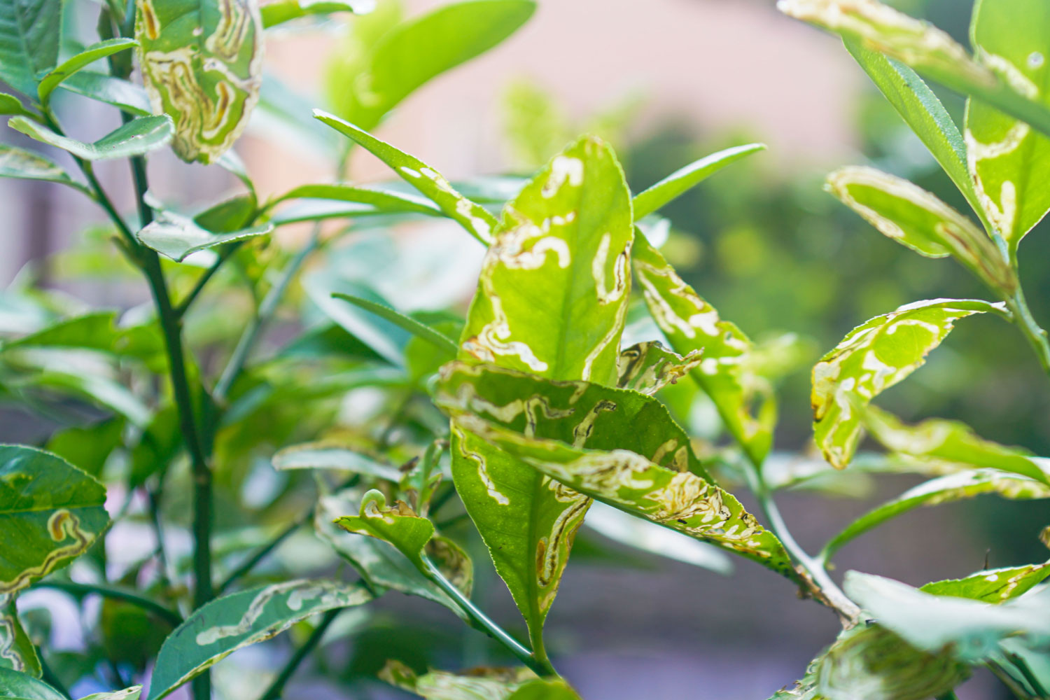 Damaged lemon leaves? You may have a citrus leaf miner infestation
