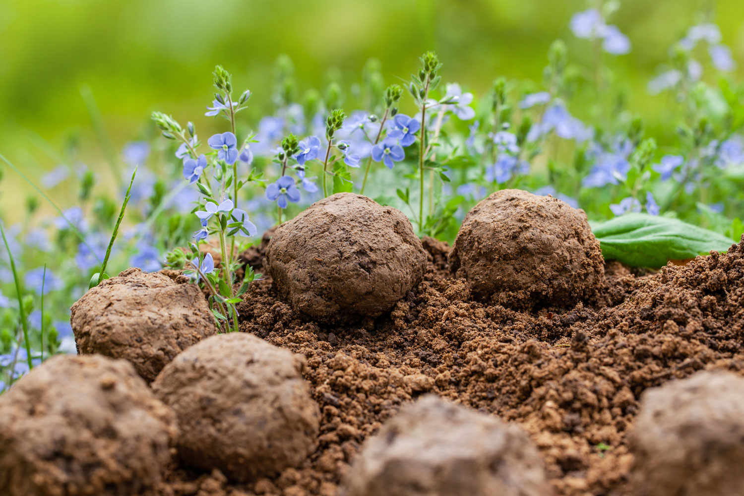 Seed bombs: the old-school gardening method reviving native plants