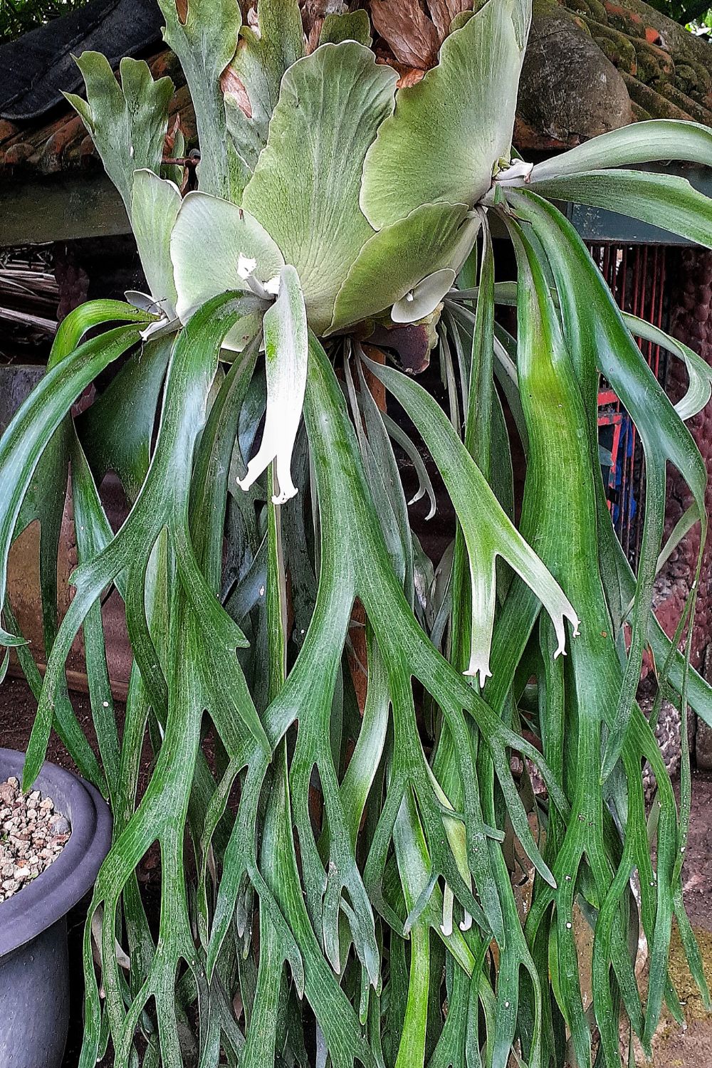 staghorn-fern