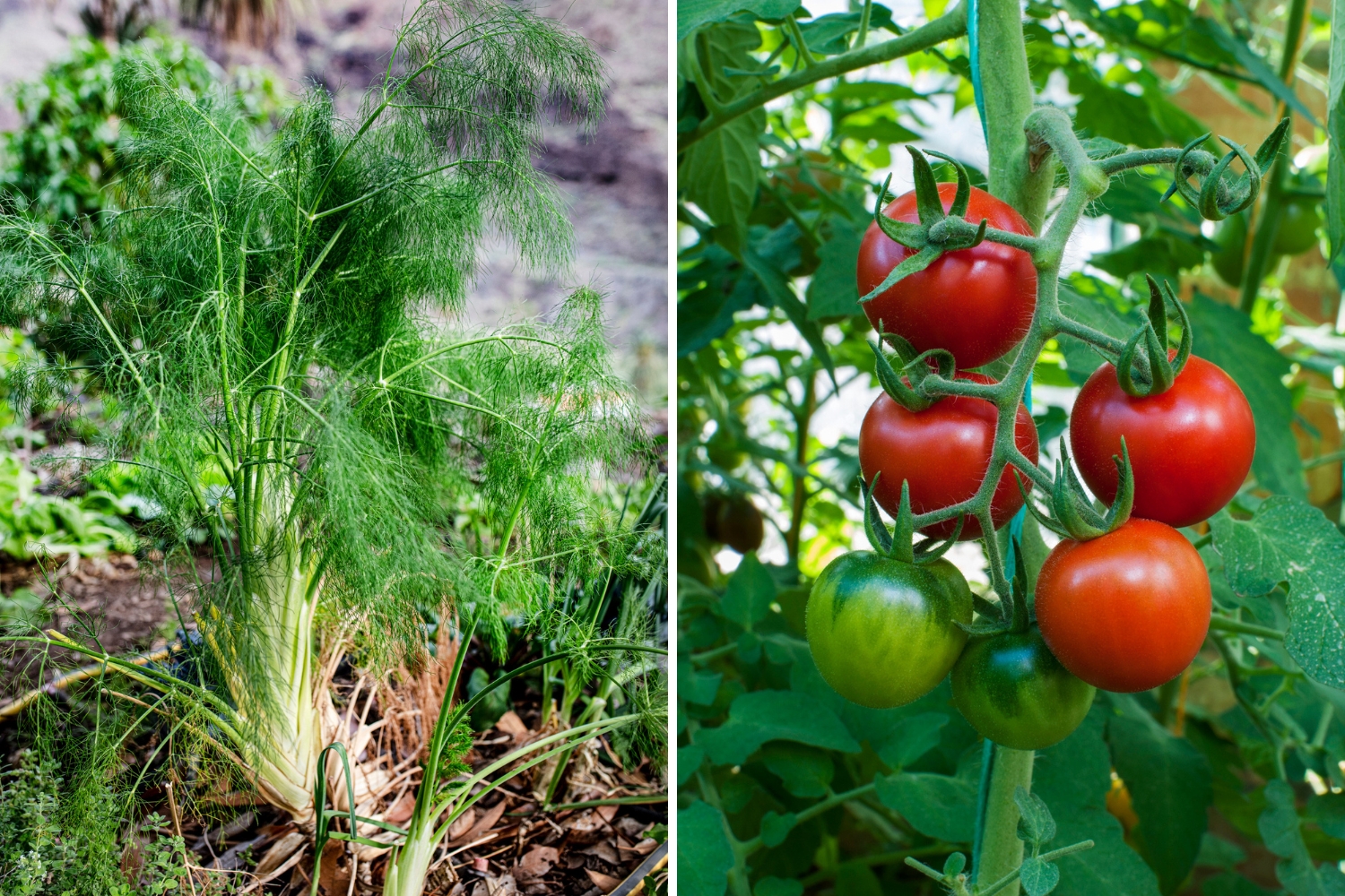 fennel-tomatoes-don't-grow-well