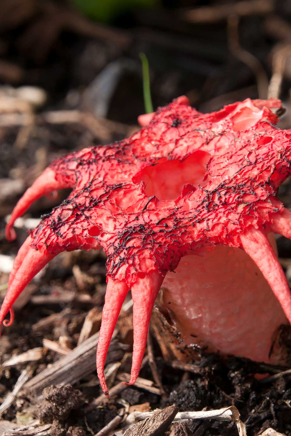 stinkhorn fungi